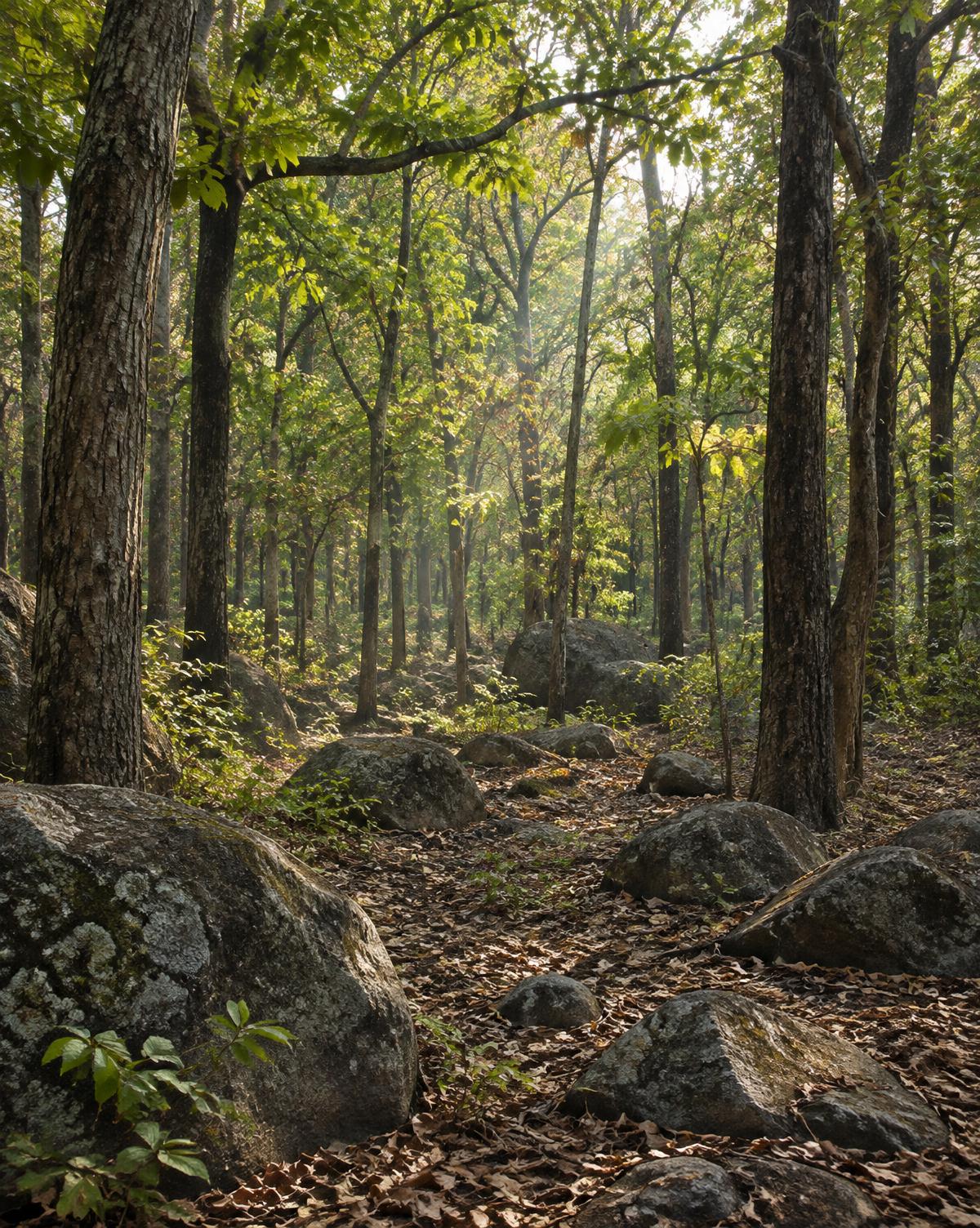 Morning light falling deep into the forest among trees and granite boulders